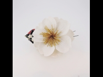 さくら　ちりめんフラワ－コ－ム＆ミニフラワーセット　白